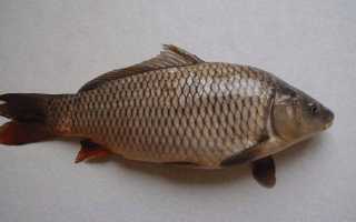 Как почистить и разделать карпа в домашних условиях