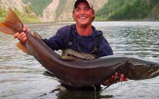 Рыбалка на Телецком озере