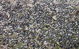 Птица над морем название