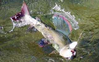 Как и на что ловить хариуса весной?