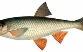 Чебак рыба (сибирская плотва)