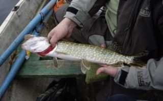 Рыбалка на Вуоксе