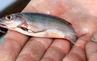 Популярные способы ловли судака – донка, жерлицы, кружки