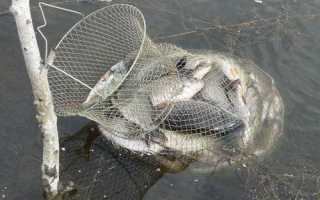 Ловля карася в сентябре: чем примечателен стык лета и осени в рыбалке