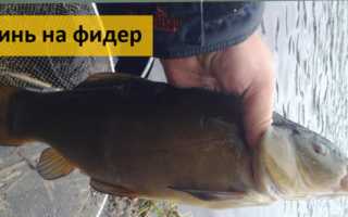 Ловля линя на поплавочную удочку: устройство снастей и выбор приманок