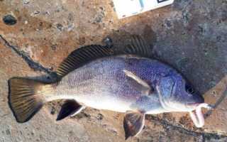 Рыба «Горбыль орлиный» фото и описание