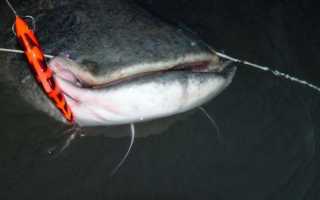 Ловля сома весной