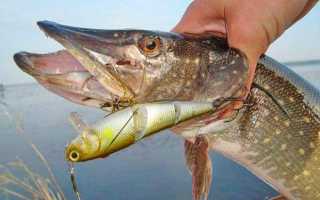 Как ловить щуку весной?