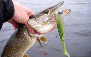 Нюансы ловли щуки ночью на спиннинг