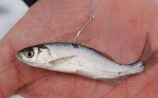 Как насаживать живца на крючок