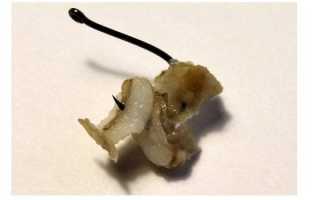 Особенности поведения карпа весной — способы и техники ловли