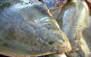 Камбала: польза и вред для организма