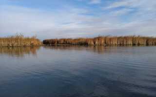 Ловля воблы в Астрахани весной