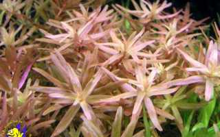 Ротала индика: не требовательное растение для аквариума