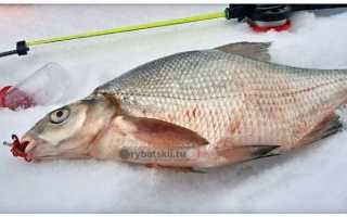 Хитрости ловли рыбы на снасть под названием покаток