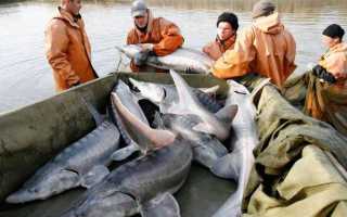 Рыба «Осётр русский» фото и описание