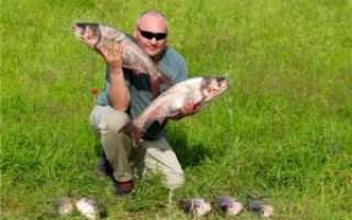 Рыбалка в Алматинской области: места и разновидности рыбы