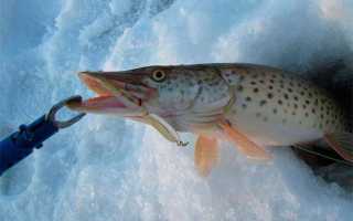 Самые уловистые зимние блесны на судака