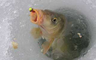 Как насадить кукурузу на крючок разными способами