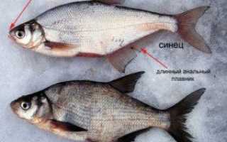 Описание рыбы синец: места обитания и способы ловли