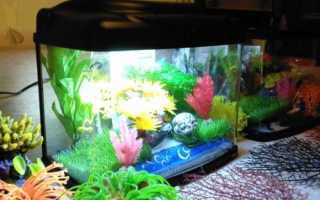 Аквариум 30 литров: описание,уход,содержание,фото,видео.