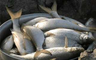 Ловля воблы