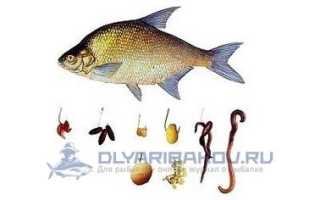 Прикормка для поплавочной удочки. Основные моменты