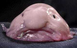 Рыба «Горбыль пресноводный» фото и описание