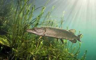 Аттрактант для хищной рыбы: приманки для судака, щуки, окуня