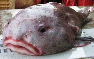 Рыба Капля — полная информация, описание и образ жизни