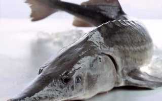 Озеро Курдо Водоемы Сибири — реки и озера Сибири