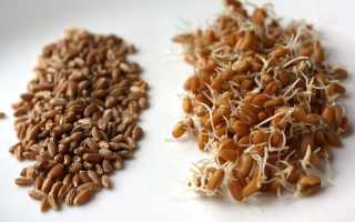 Как приготовить пшеницу для рыбалки? способы приготовления