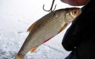 Как насадить живца на жерлицу — лучшие способы и пошаговое описание как правильно насадить живца (115 фото и видео)