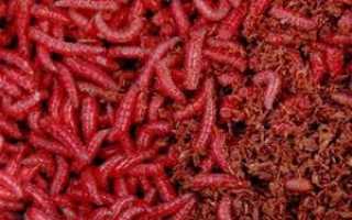 Как покрасить опарыша в красный (и любой другой) цвет и придать запах