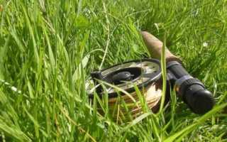 Рыба кета: биологическая характеристика и способы любительской ловли