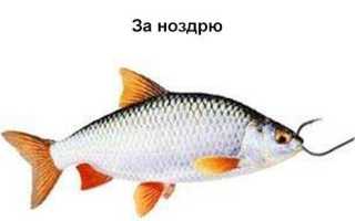 Ловля окуня на живца: способы ловли, снасти, выбор живца