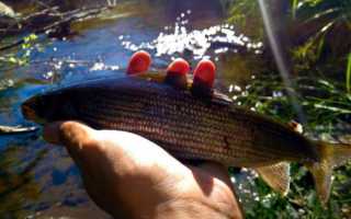 Рыбалка на хариуса