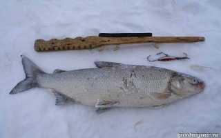 Ловля омуля: описание рыбы, повадки, влияющие на рыбалку