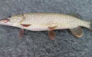 Как ловить щуку зимой