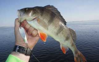 Ловля на джиг для начинающих