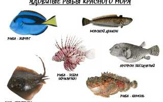 Все рыбы красного моря с картинками