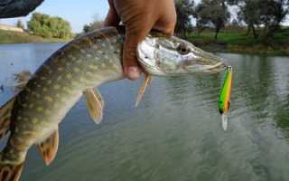 Как правильно ловить на блесну? Виды и правила при выборе