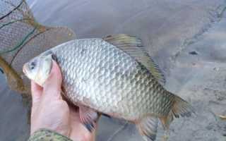 Ловля карася весной