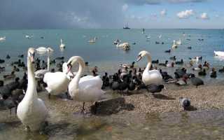 Птицы черного моря крыма