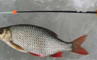 Ловля краснопёрки. Где и на что ловить краснопёрку в январе.