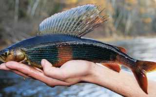 Ловля хариуса зимой и выбор оптимального способа