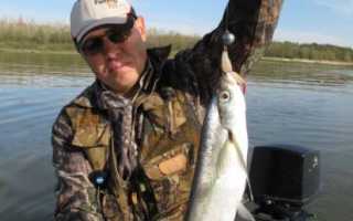 Рыба чехонь