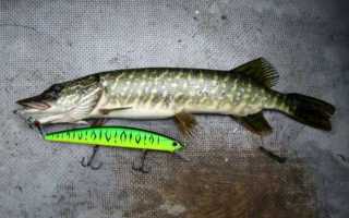 Воблер минноу: описание, устройство и техника проводки