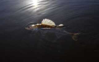 Рыба «Судак» фото и описание