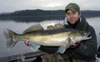 Какие крючки выбрать на судака?